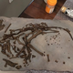 A fossil embryo of the dinosaur Hypacrosaurus was examined in the study. Image: Darla Zelinitsky